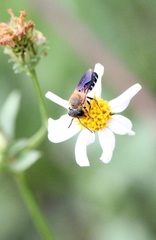 Megachile umbripennis