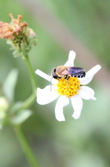 Megachile umbripennis