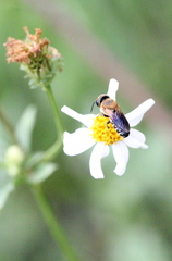 Megachile umbripennis