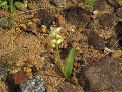 Lachenalia cernua