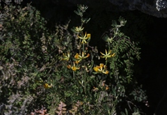 Acmispon dendroideus