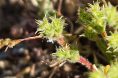 Lastarriaea coriacea