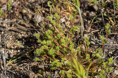 Lastarriaea coriacea