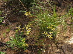 Senecio abruptus