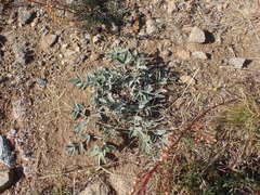 Astragalus lupulinus