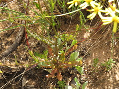 Senecio abruptus