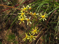Senecio abruptus