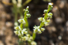 Pectocarya penicillata