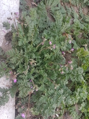 Erodium cicutarium