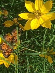 Phyciodes tharos