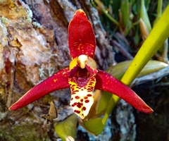 Maxillaria tenuifolia