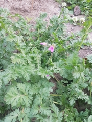 Erodium cicutarium
