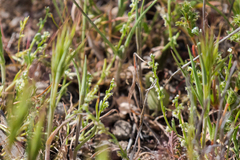 Pectocarya penicillata