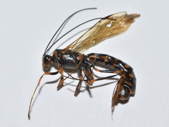 Megarhyssa verae