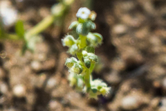 Pectocarya penicillata