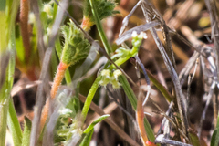 Pectocarya penicillata