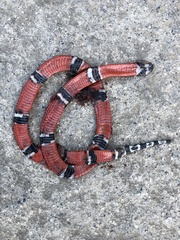 Micrurus dumerilii colombianus