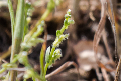 Pectocarya penicillata