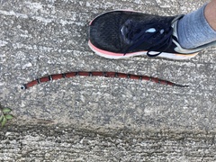 Micrurus dumerilii colombianus