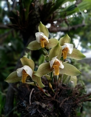 Lycaste deppei