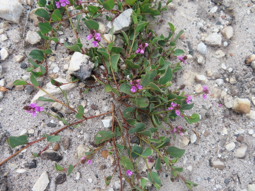 Image of Indigofera ovata by (c) linkie, some rights reserved (CC BY)