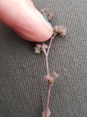 Bupleurum tenuissimum