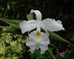Sobralia macrantha