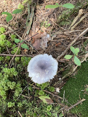 Entoloma indigoferum