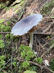 Entoloma indigoferum