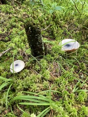 Entoloma indigoferum