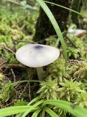 Entoloma indigoferum