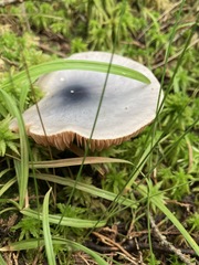 Entoloma indigoferum