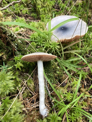 Entoloma indigoferum