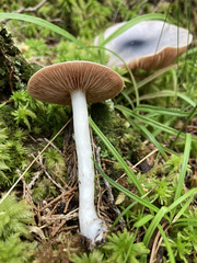 Entoloma indigoferum