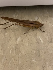Neoconocephalus triops