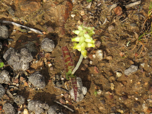 Lachenalia lutea