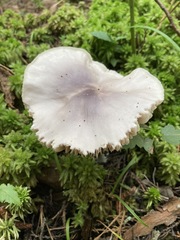 Entoloma indigoferum
