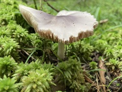 Entoloma indigoferum