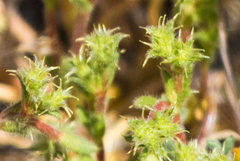 Lastarriaea coriacea