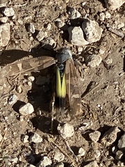 Leprus