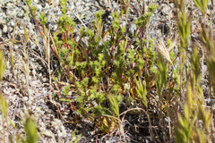 Lastarriaea coriacea