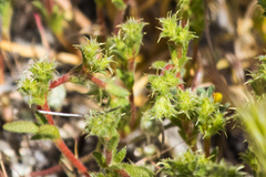 Lastarriaea coriacea