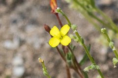 Camissonia strigulosa