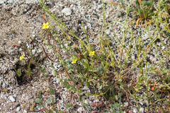Camissonia strigulosa