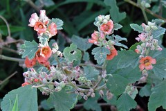Sphaeralcea cordobensis