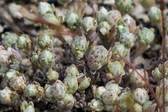 Stylocline gnaphaloides