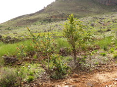 Rafnia amplexicaulis