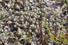 Stylocline gnaphaloides