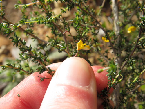 Image of Aspalathus divaricata by (c) Jeremy Gilmore, some rights reserved (CC BY)