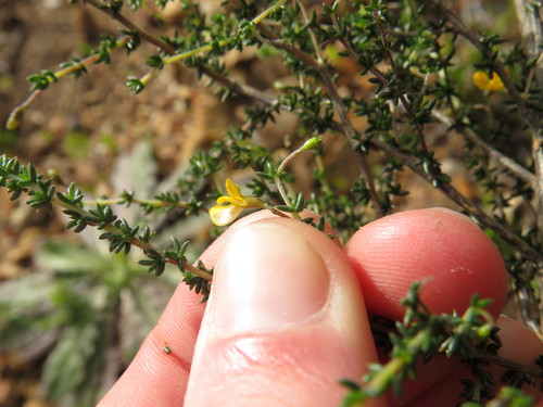 Image of Aspalathus divaricata by (c) Jeremy Gilmore, some rights reserved (CC BY)